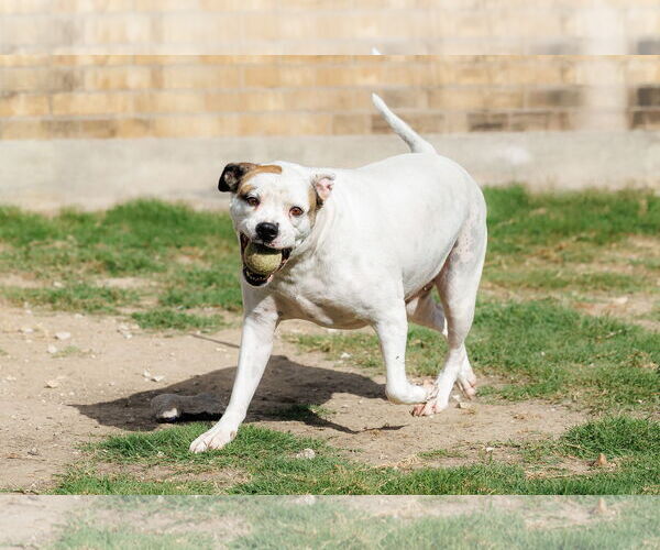 Medium Photo #18 Bullboxer Pit Puppy For Sale in McKinney, TX, USA