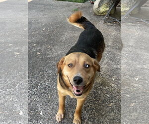 Siberian Husky-Unknown Mix Dogs for adoption in Holly Springs, NC, USA