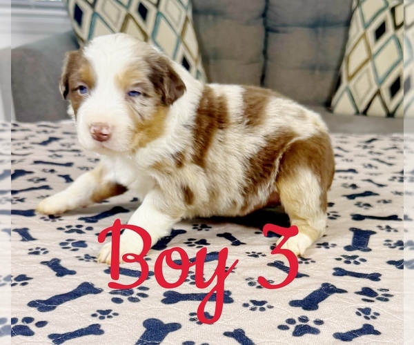 Medium Photo #28 Australian Shepherd Puppy For Sale in SALISBURY, NC, USA