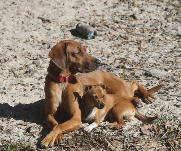 Medium Photo #2 Redbone Coonhound-Unknown Mix Puppy For Sale in Crescent City, FL, USA