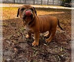 Small Photo #2 American Bully Puppy For Sale in SARASOTA, FL, USA