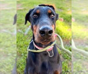 Doberman Pinscher Dogs for adoption in Woodland, CA, USA