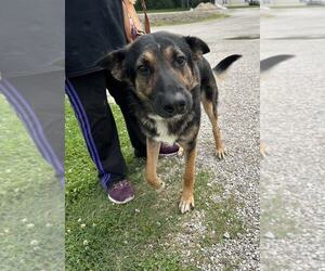 German Shepherd Dog Dogs for adoption in Evansville, IN, USA