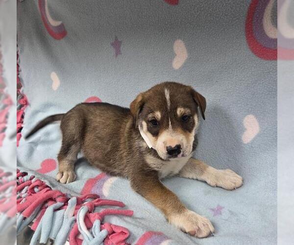 Medium Photo #1 Irish Terrier-Unknown Mix Puppy For Sale in HESPERIA, CA, USA