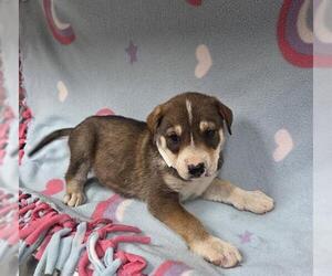 Irish Terrier-Unknown Mix Dogs for adoption in HESPERIA, CA, USA