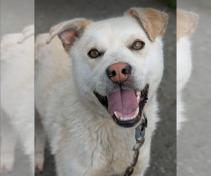 Huskies -Labrador Retriever Mix Dogs for adoption in Anchorage, AK, USA