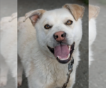Small Huskies -Labrador Retriever Mix