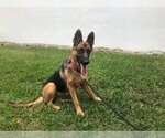Small Photo #6 German Shepherd Dog Puppy For Sale in Fort Lauderdale, FL, USA