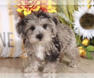 YorkiePoo Puppy for sale in MOUNT VERNON, OH, USA