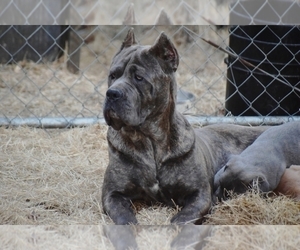 Mother of the Cane Corso puppies born on 02/15/2026