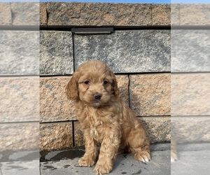 Cockapoo Puppy for sale in CANOGA, NY, USA