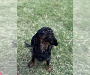 Spaniel-Unknown Mix Dogs for adoption in OKLAHOMA CITY, OK, USA