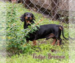 Small #7 Dachshund