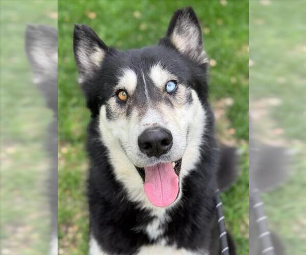 Medium Photo #1 Gerberian Shepsky Puppy For Sale in Woodland, CA, USA