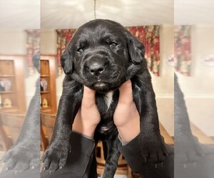 Labradoodle Puppy for sale in RINGGOLD, GA, USA