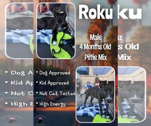 Mutt Dogs for adoption in Jacksonville, NC, USA