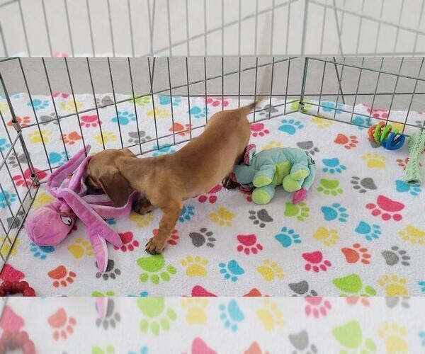 Medium Photo #14 Dachshund Puppy For Sale in ORO VALLEY, AZ, USA