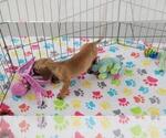 Small #13 Dachshund
