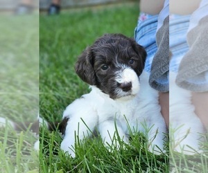 Goldendoodle Puppy for Sale in BEAN STATION, Tennessee USA