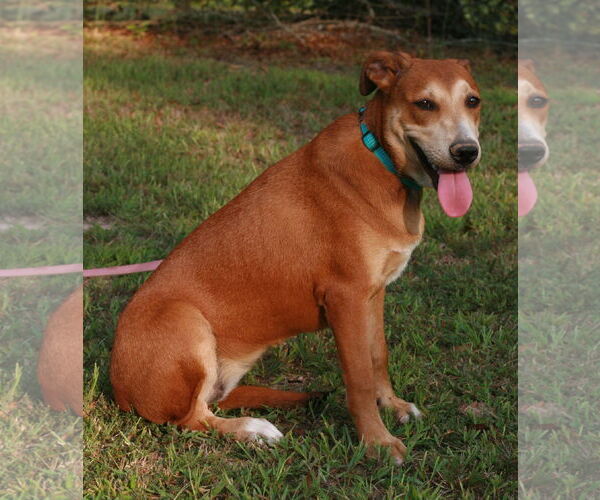 Medium Photo #8 Labrador Retriever-Unknown Mix Puppy For Sale in Attalka, AL, USA