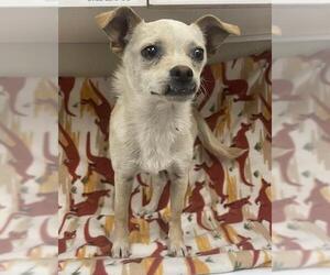 Chihuahua Dogs for adoption in HESPERIA, CA, USA