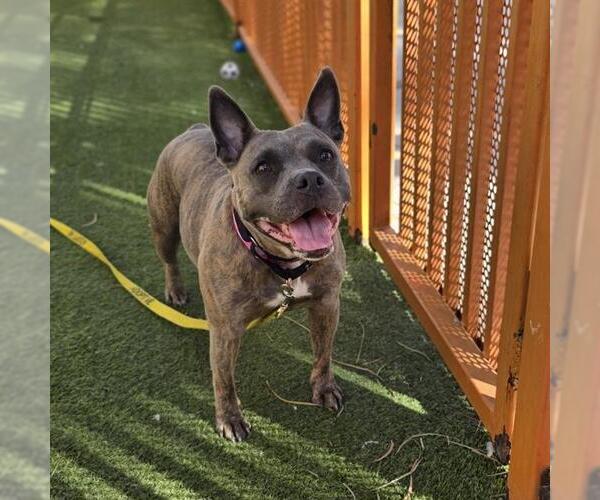 Medium Photo #1 Mutt Puppy For Sale in Las Vegas, NV, USA