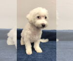 Small Bichon Frise