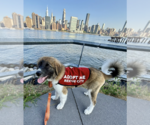 Small #10 Australian Shepherd-Great Pyrenees Mix