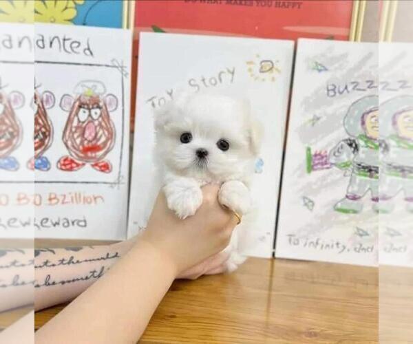 Medium Photo #4 Maltese Puppy For Sale in CLERMONT, FL, USA