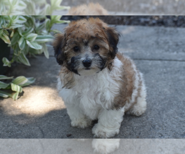 Medium Photo #1 Bichpoo Puppy For Sale in ELDORADO, OH, USA