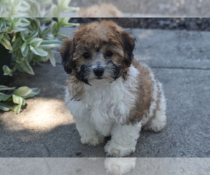 Bichpoo Puppy for sale in ELDORADO, OH, USA
