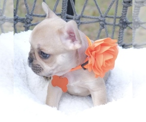 French Bulldog Puppy for sale in CAPE CORAL, FL, USA