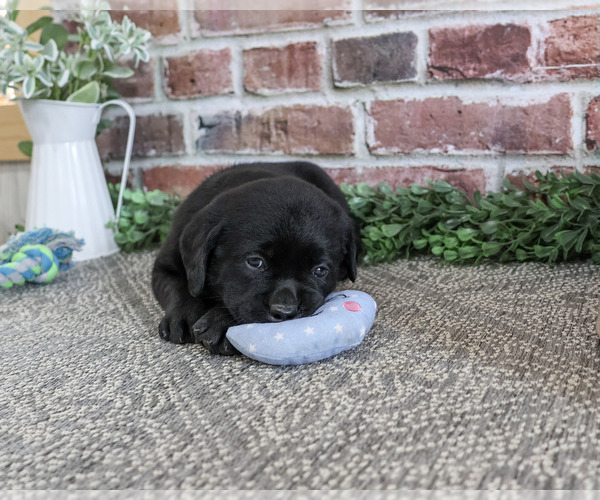 Medium Photo #2 Labrador Retriever Puppy For Sale in SYRACUSE, IN, USA