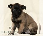 Small #2 Belgian Malinois