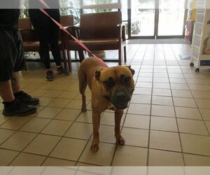 Black Mouth Cur-Unknown Mix Dogs for adoption in Ocala, FL, USA