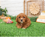 Small #1 Cavapoo (Miniature)