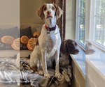 Small Photo #1 Brittany Puppy For Sale in FORT COLLINS, CO, USA