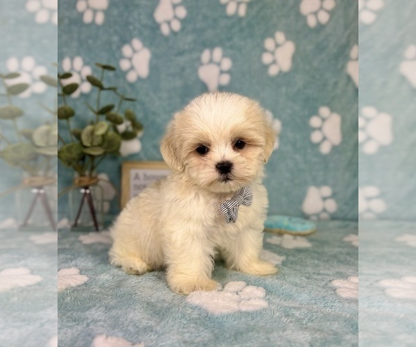 Medium Photo #6 Mal-Shi Puppy For Sale in NOBLESVILLE, IN, USA