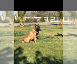 Belgian Malinois Puppy for sale in BAKERSFIELD, CA, USA