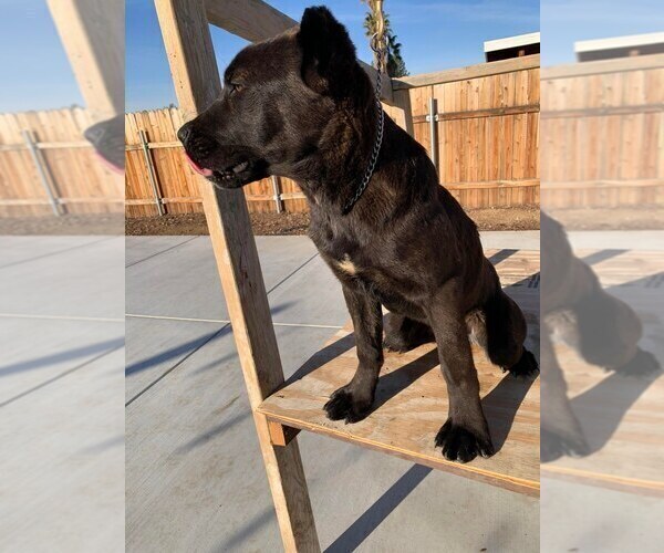Medium Photo #4 Cane Corso Puppy For Sale in HEMET, CA, USA