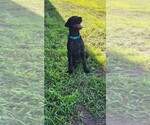 Small Photo #12 Labrador Retriever Puppy For Sale in MERIDEN, KS, USA
