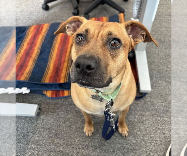 Medium Photo #5 Boxador Puppy For Sale in Boston, MA, USA