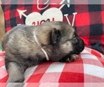 Small Photo #10 German Shepherd Dog Puppy For Sale in MARION, IL, USA