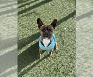 Mutt Dogs for adoption in Chula Vista, CA, USA