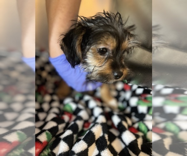 Medium Photo #3 Shorkie Tzu Puppy For Sale in LEBANON, OR, USA