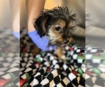 Small #2 Shorkie Tzu
