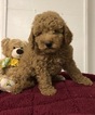 Small Photo #1 Goldendoodle (Miniature) Puppy For Sale in CONOWINGO, MD, USA