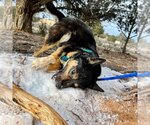 Small Photo #2 Mutt Puppy For Sale in Kanab, UT, USA