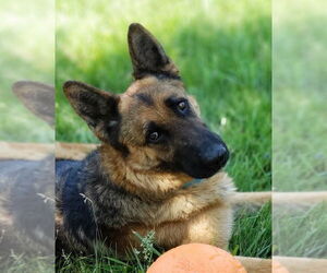 German Shepherd Dog Dogs for adoption in Kansas City, MO, USA