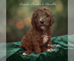 Poodle (Standard) Puppy for Sale in SAINT CLOUD, Minnesota USA